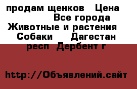 продам щенков › Цена ­ 15 000 - Все города Животные и растения » Собаки   . Дагестан респ.,Дербент г.